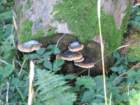 img_3482_small.jpg