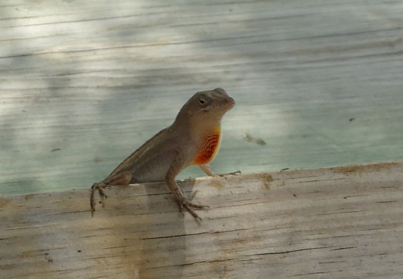 dsc00603.jpg