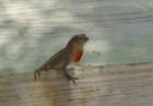 dsc00603_small.jpg