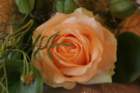 img_4871_small.jpg