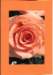 makro10472_small.jpg