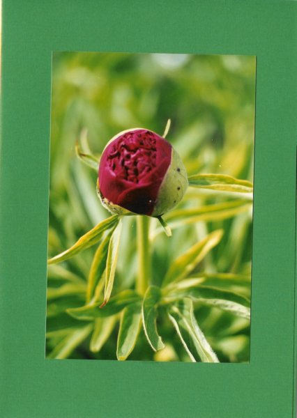 photo.jpg