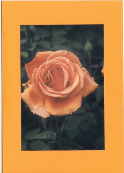 x0617.jpg
