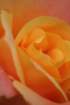 img_0339_small.jpg